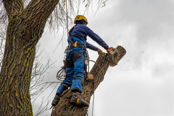 Best Root Management and Removal  in Genoa City, WI