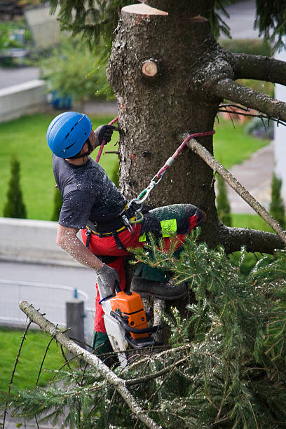 Best Palm Tree Trimming  in Genoa City, WI