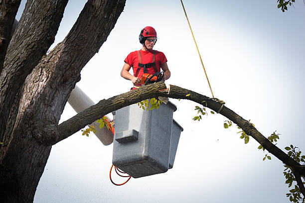 How Our Tree Care Process Works  in  Genoa City, WI